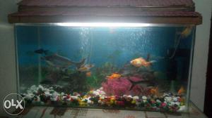3 feet fish tank with top, light, color stones,