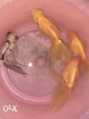 3 gold 1 koi fish