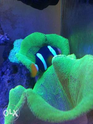 3feet marine tank with all accessories and