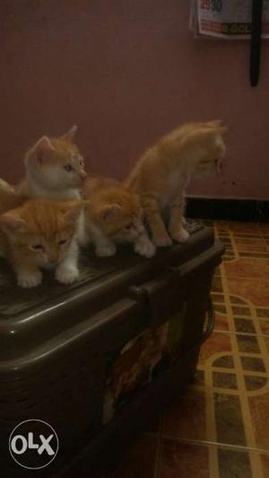 40 day's kittens for adoption