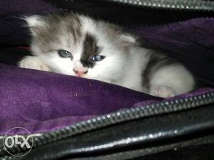 45 days Male Perisan Kitten For Sale...Price Can