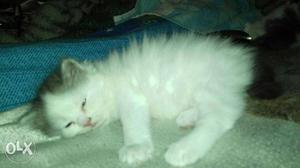 45days Female Perisan Kitten For Sale...Price Can