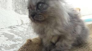4month old percin cat doll face female with pet