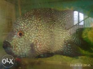 6 inche jaguear fish in good condition