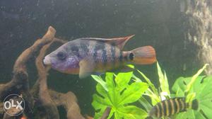 6inches plus healthy fish... mayan cichlid