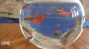 7 fishes wholesale sale imported female plaket 50rs each
