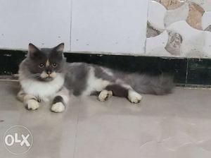 7 month female kitten pure persion breed good and