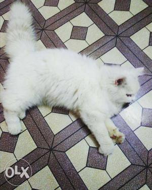 7 months old persian male cat for sale litter