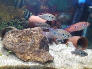 8 cichlid fishes,2.5 inch size