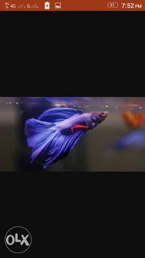 A beautiful betta fish blue the same on the photo