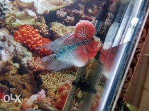 A imported monster kok Flowerhorn box body at