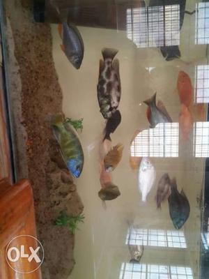 African cichlids for sale 10 pairs very healthy