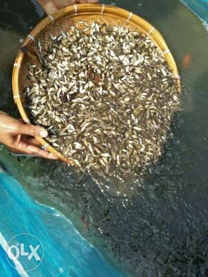 All fish seeds nutter tilapiya