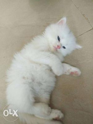 All kind of persian cats available dollface