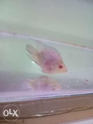 Baby Louhan short body flowerhorn 2 inches male