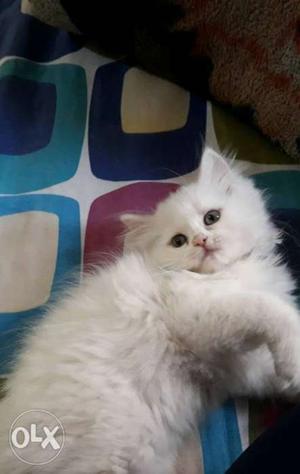 Beautiful Persian kitten available for sell pure