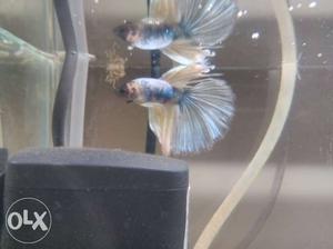 Betta fish (male) in its best condition