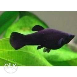 Black Molly's,(breeding size),each pair for Rs 30