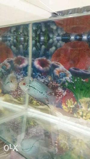 Blue kamfa flower horn fish