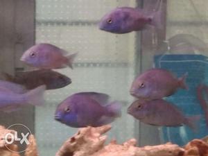 Blue moorii fish chichled with good size