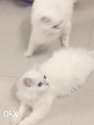 Breed: White Dollface Persian Kitten Blue eyes