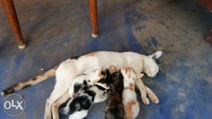 Calico Cat With Four Kittens