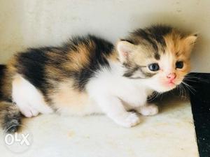 Calico Persian 45days old kittens