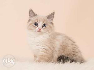 Choclate and white color short hair persian kitten