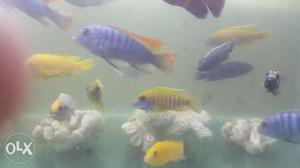 Cichlids and oscar