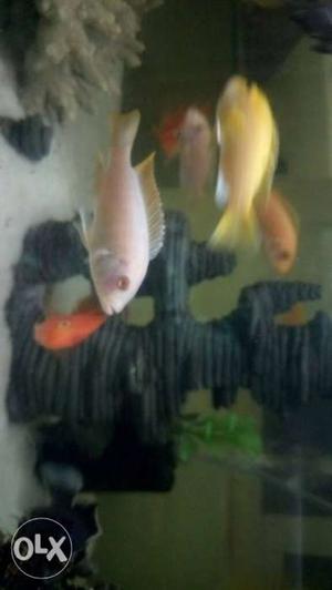 Cichlids fish available other fish also Available