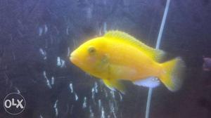 Cichlids for sale. home grown. different prices..