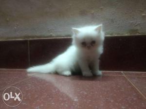 Contact no..1.month kittens for sale