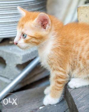 Cute baby cats for sale