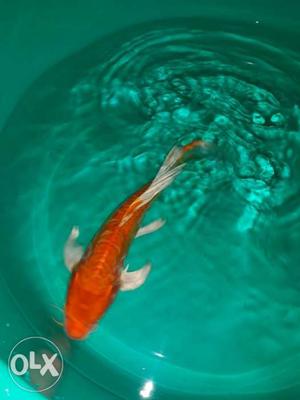 Deep Orange imported koi size 13 inch at a