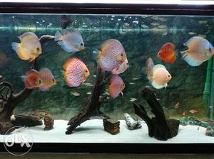 Discus Fis