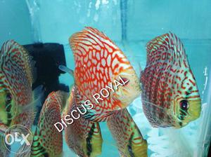 Discus Royal presented there quality products