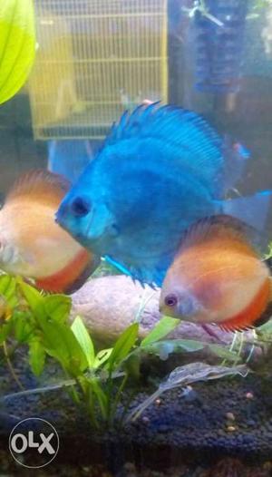 Discus fish available in blue and orange colour