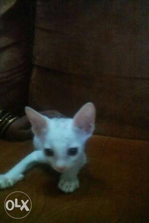 Each cat 100rs each 4 white and 1b/w kittens