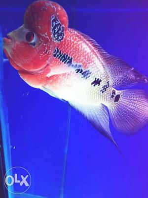FLOWER HORN Fish For Sale ! very active and