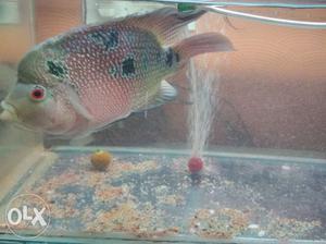 Female flower horn fish, it's very active and