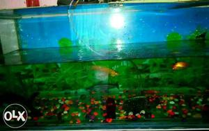 Fish Tank In Navi Mumbai