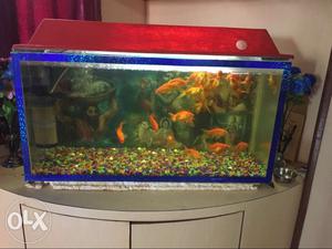 Fish Tank With Blue Frame