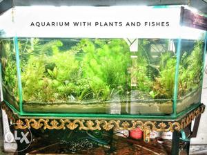 Fish aquarium with water plants.