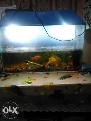 Fish aquiriam with 3 fishes,2 heater,2 filter,