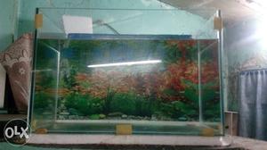 Fish tank size- 1.5 foot