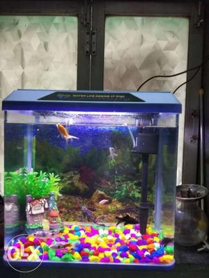 Fish tank with fish and complete set urgent sell