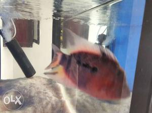 Flower Horn fish four month old very good healthy