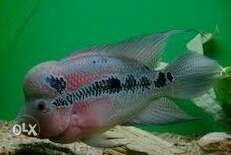 Flower horn fish for urgent sale