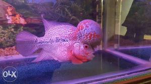 Flowerhonr red dragan fish 6 inch