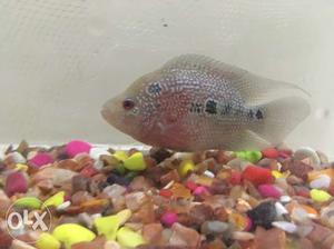 Flowerhorn 3 inches for sale